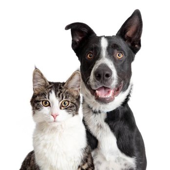 Wapiti Farms - Evolutionary Food for the Modern Pet - Ranches Near Me Wapiti Farms - Evolutionary Food for the Modern Pet - Ranches Near Me