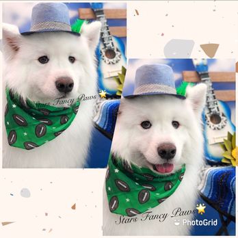 Stars Fancy Paws - Our Samoyed boy Kona - Pet Groomers Near Me - Bakersfield, California Stars Fancy Paws - Our Samoyed boy Kona - Pet Groomers Near Me - Bakersfield, California