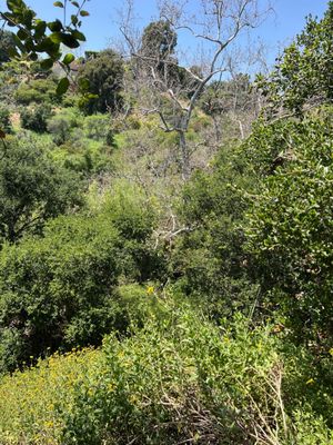 Temescal Gateway Park, Mountains Recreation & Conservation Authority by null