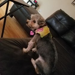 Dirty Doggy Self-Serve Grooming Gift Greeting Cards Email