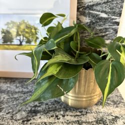 Shop All Things Kindred - Beautiful plant!