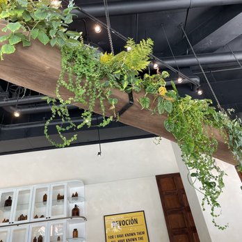 Devoción - Nice indoor plant collection - Coffee & Tea Near Me - Brooklyn, New York