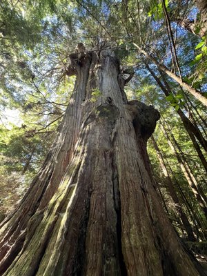 Willapa National Wildlife Refuge by null