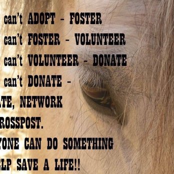 Pasture Pals Equine Rescue - Pet Adoption Near Me - Clayton, North Carolina