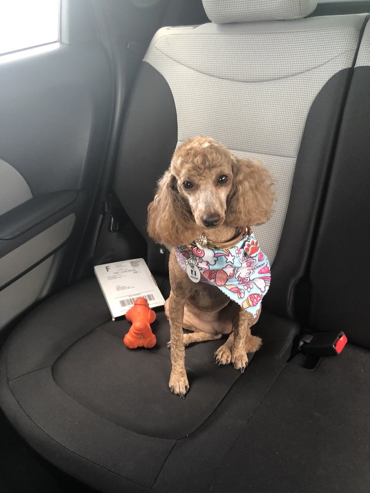 5TH AVE PET GROOMING 12 Photos & 10 Reviews 6310 Gall Blvd