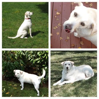 Lap of Love - We Miss Our Georgia - Veterinarians Near Me