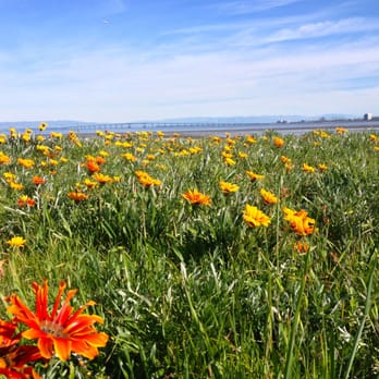 Seal Point Park - Field of daisies - Parks Near Me - San Mateo, California