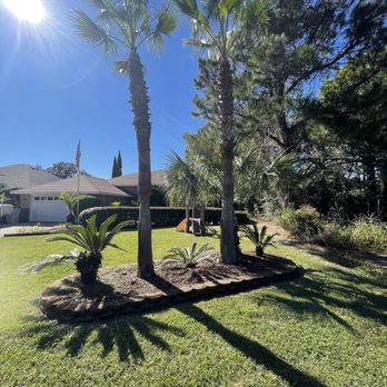 Bee Green Landscaping LLC - Washingtonian palms trimmed and cleaned up. - Lawn Services Near Me Bee Green Landscaping LLC - Washingtonian palms trimmed and cleaned up. - Lawn Services Near Me