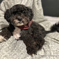 Pawsitively Perfect