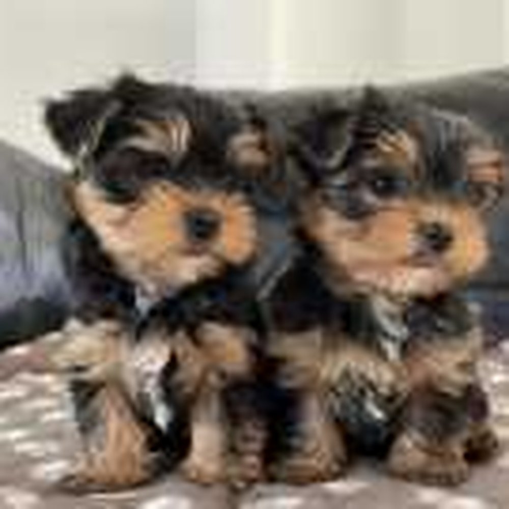 Clearance yorkie puppies dfw New Arrivals