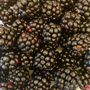 The Happy Berry - Pick Your Own Farms Near Me - Six Mile, South Carolina The Happy Berry - Pick Your Own Farms Near Me - Six Mile, South Carolina
