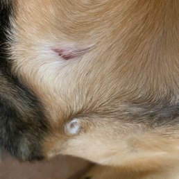Fur missing and blood Fur missing and blood
