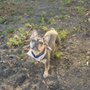 Photo of Mor Animal Hospital
