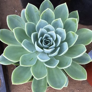 Ace Mega Succulents - Ecchiveria - Nurseries & Gardening Near Me - Lemon Grove, California Ace Mega Succulents - Ecchiveria - Nurseries & Gardening Near Me - Lemon Grove, California