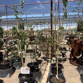 Desert Horizon Nursery - A nice assortment of trees - Nurseries & Gardening Near Me - Queen Creek, Arizona Desert Horizon Nursery - A nice assortment of trees - Nurseries & Gardening Near Me - Queen Creek, Arizona