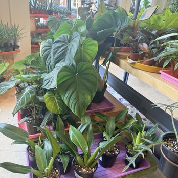 Copperline Plant Company - More plant babies. - Nurseries & Gardening Near Me - Raleigh, North Carolina Copperline Plant Company - More plant babies. - Nurseries & Gardening Near Me - Raleigh, North Carolina