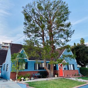 Family Tree Service 160 Photos 59 Reviews Tree Services Pasadena Ca United States Phone Number Yelp