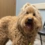 Photo of Val Verde Animal Hospital
