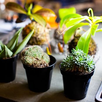 New Roots Landscaping - Love cactus and succulents? So do we! - Landscaping Near Me - Houston, Texas New Roots Landscaping - Love cactus and succulents? So do we! - Landscaping Near Me - Houston, Texas