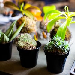 New Roots Landscaping - Love cactus and succulents? So do we!