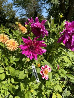 Halifax Public Gardens by null