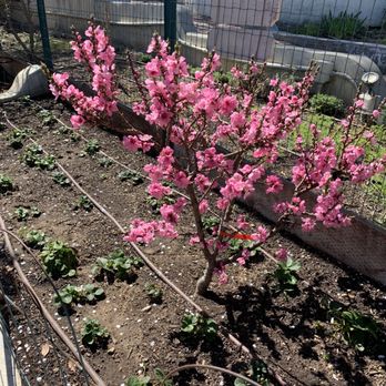 Portola Inn - Beautiful garden on site. - Venues & Event Spaces Near Me - Atascadero, California Portola Inn - Beautiful garden on site. - Venues & Event Spaces Near Me - Atascadero, California