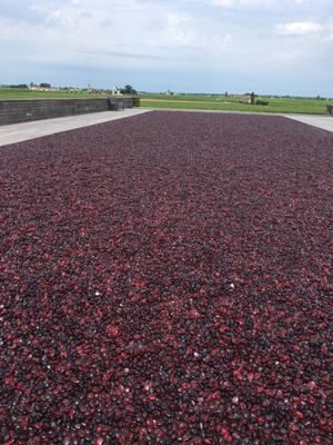 La Terrasse Rouge by null