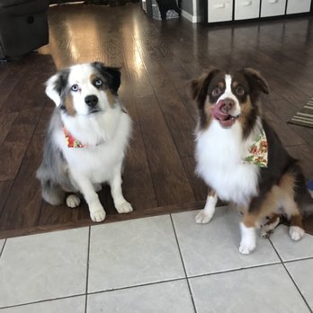 The Pet House - Pet Services Near Me - McKenna, Washington The Pet House - Pet Services Near Me - McKenna, Washington