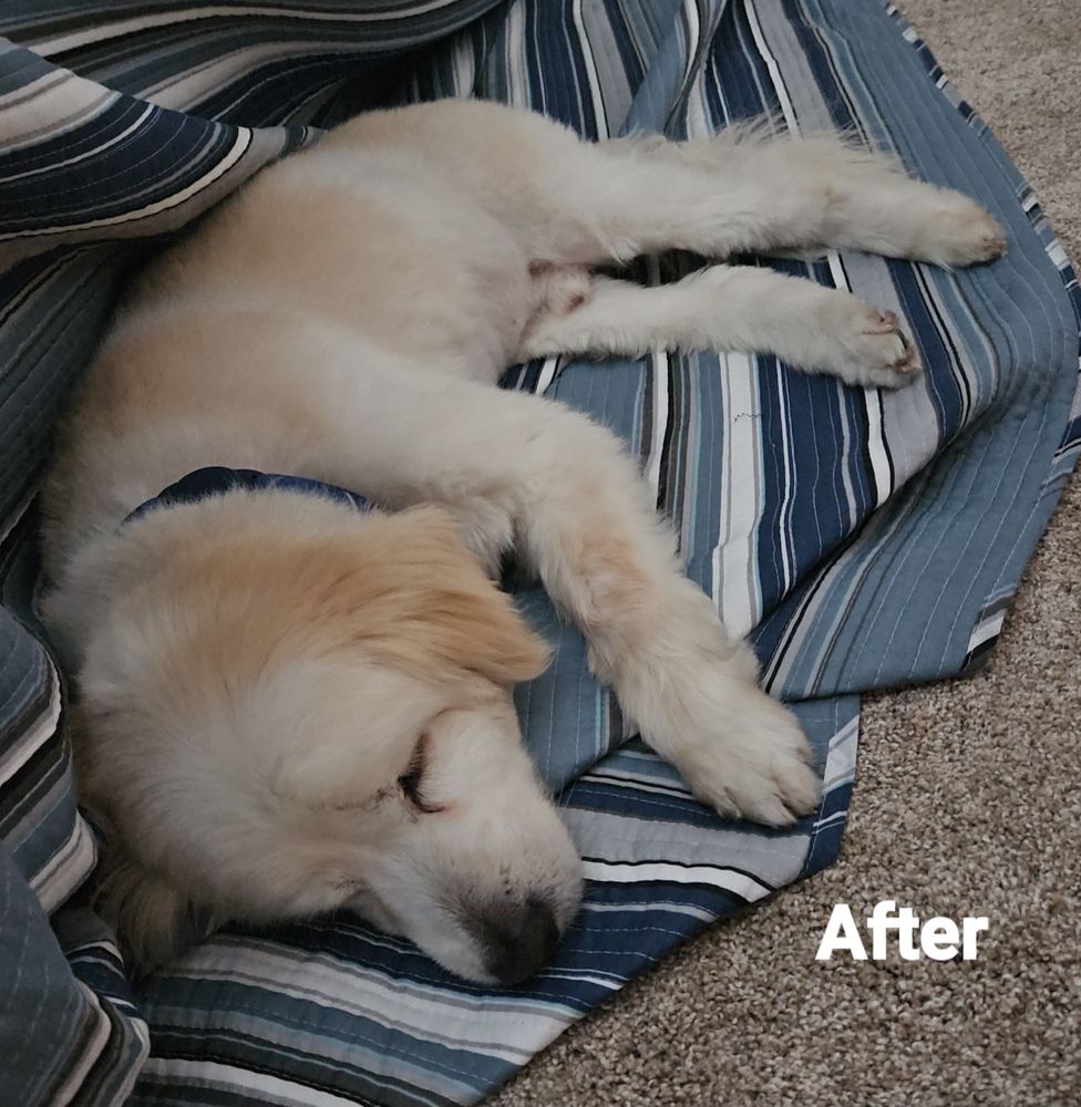 OOH PUPPY Updated September 2024 286 Photos & 237 Reviews 15829