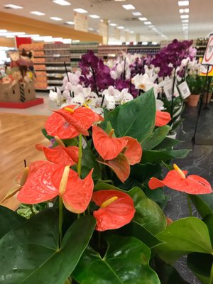 Winn-Dixie by null