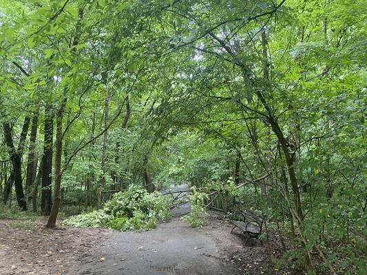 Cherokee Park by null