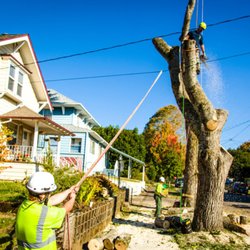 Morgan Tree Service