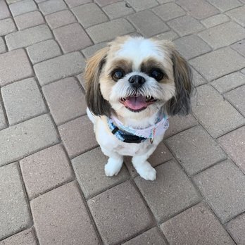 Gucci Pooch - Handsome Leo - Pet Groomers Near Me - Mesa, Arizona