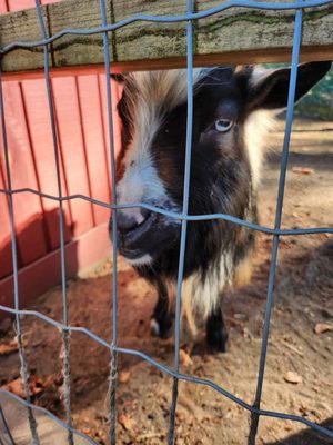 Maplewood Farm by null