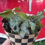 Photo of Mckenzie River Organic Farm