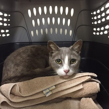 Van Nuys Veterinary Clinic - Veterinarians Near Me - Van Nuys, California Van Nuys Veterinary Clinic - Veterinarians Near Me - Van Nuys, California