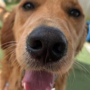 The Rovervelt - Pet Training Near Me - Westwego, Louisiana