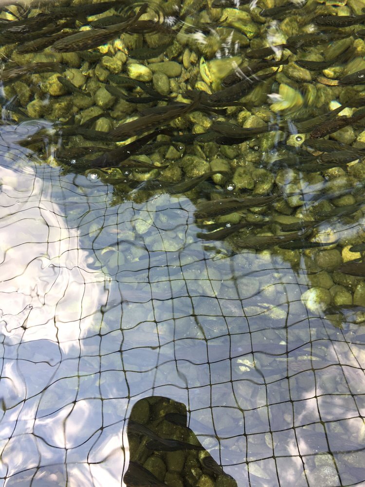 ALLENTOWN FISH HATCHERY 68 Photos & 25 Reviews 2901 Fish Hatchery