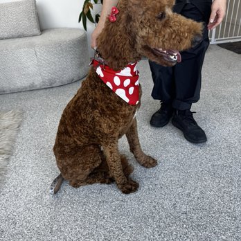Puppy Day - Dog - Pet Groomers Near Me - La Mirada, California