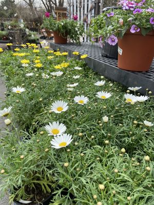 Van Houten Farms by null