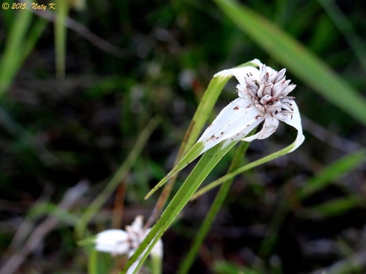 Kissimmee Prairie Preserve State Park by null