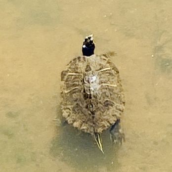 Willeo Park - 2/23 turtle - Parks Near Me - Roswell, Georgia Willeo Park - 2/23 turtle - Parks Near Me - Roswell, Georgia