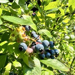 Old Orchard Creek Farm - So many ripe blueberries!