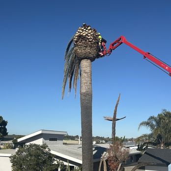 Ramborista Tree Service - Tree Services Near Me Ramborista Tree Service - Tree Services Near Me