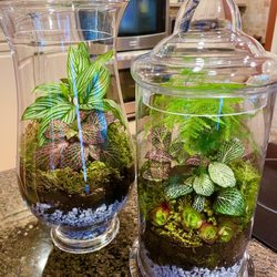 Artemisia - Terrariums I made