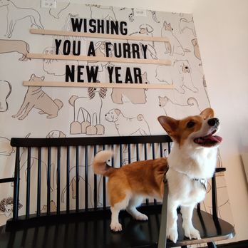 Woofboard - bork - Pet Stores Near Me - Campbell, California Woofboard - bork - Pet Stores Near Me - Campbell, California