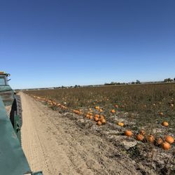 Pantaleo Farms - Pumpkin patch and hay ride