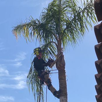 Alex's Tree Services - Pro at work! - Tree Services Near Me Alex's Tree Services - Pro at work! - Tree Services Near Me