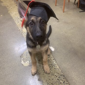 Whiskey K9 - Graduation from basic obedience class - Pet Training Near Me - Ansonia , Connecticut Whiskey K9 - Graduation from basic obedience class - Pet Training Near Me - Ansonia , Connecticut