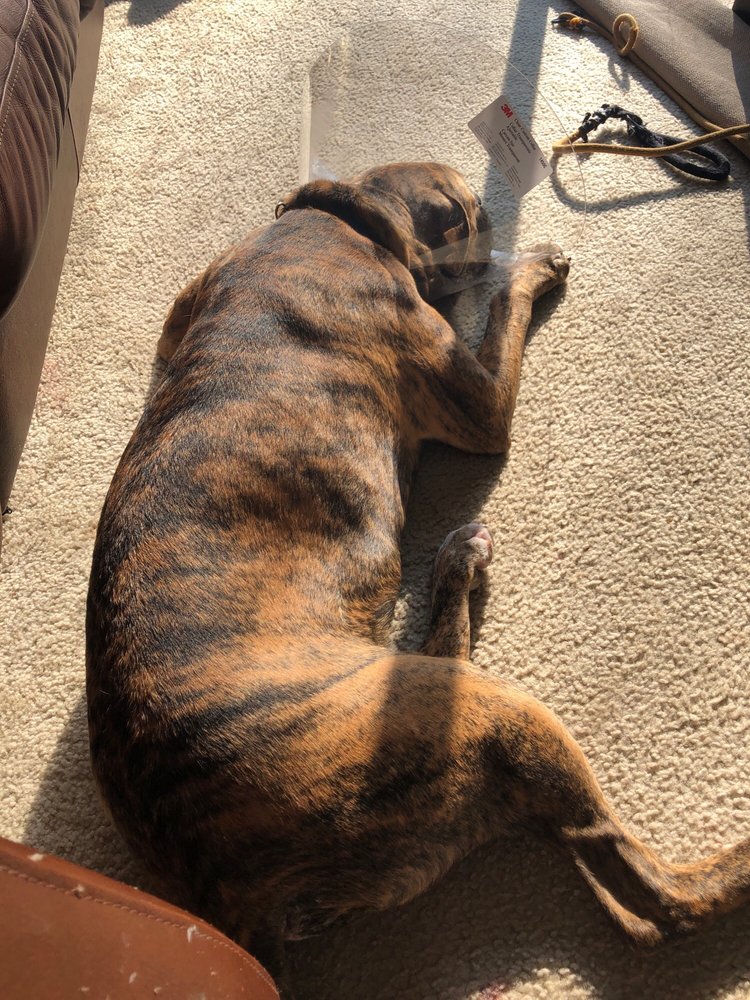 ARK VETERINARY HOSPITAL 17 Photos & 22 Reviews 45559 Mound Rd